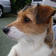 Mickey Dundee joined the competition — help win amazing prizes! animal, black_fur, brown_fur, canine, car, close_up, curious, dog, ears, eye, fur, greenery, nose, outdoor, pet, portrait, profile, side_view, snout, white_fur