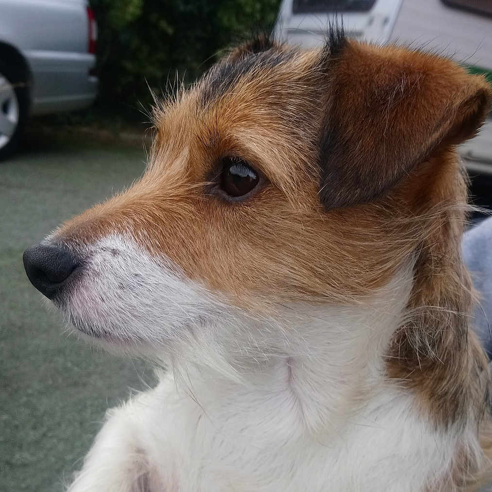 Mickey Dundee joined the competition — help win amazing prizes! animal, black_fur, brown_fur, canine, car, close_up, curious, dog, ears, eye, fur, greenery, nose, outdoor, pet, portrait, profile, side_view, snout, white_fur