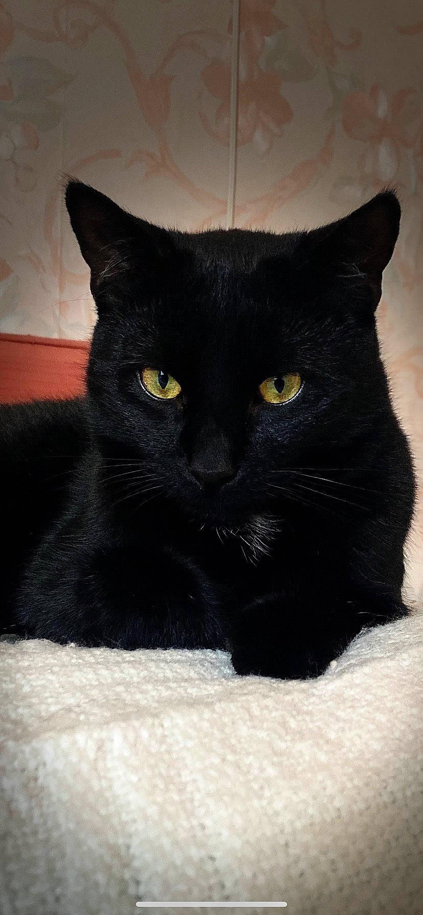 Sen a rejoint le concours — aidez-le/la à gagner de superbes lots ! carnivore, cat, comfort, domestic_short_haired_cat, felidae, fur, small_to_medium_sized_cats, snout, terrestrial_animal, whiskers