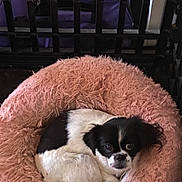 Juicee joined the competition — help win amazing prizes! dog, pet, bed, fluffy_bed, black_and_white, curled_up, indoor, cozy, resting, small_dog, fur, looking, animal, cute, home, purple_bag, wooden_structure, soft, comfortable, relaxing