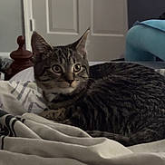 Sarabi is registered to the contest to win money with this photo: cat, tabby, bed, blanket, indoor, feline, fur, pet, domestic_animal, curious, resting, comfort, striped, eyes, whiskers, door, bedroom, furniture, home, cozy