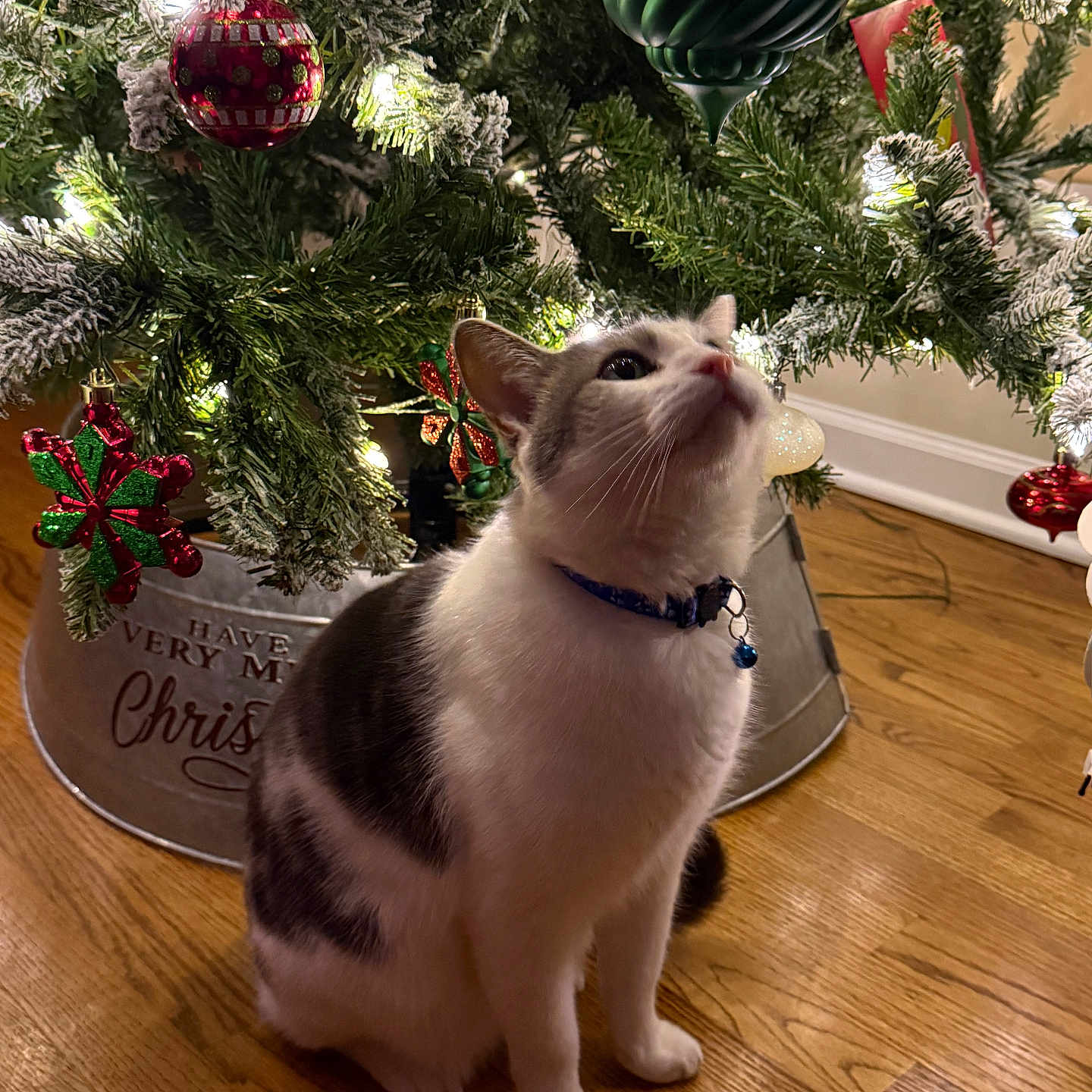 Max joined the competition — help win amazing prizes! cat, christmas_tree, collar, curious, decorations, feline, festive, green_ornament, holiday, holiday_decor, indoor, lights, ornament, pet, red_ornament, sitting, tabby, tree_skirt, white_cat, wooden_floor
