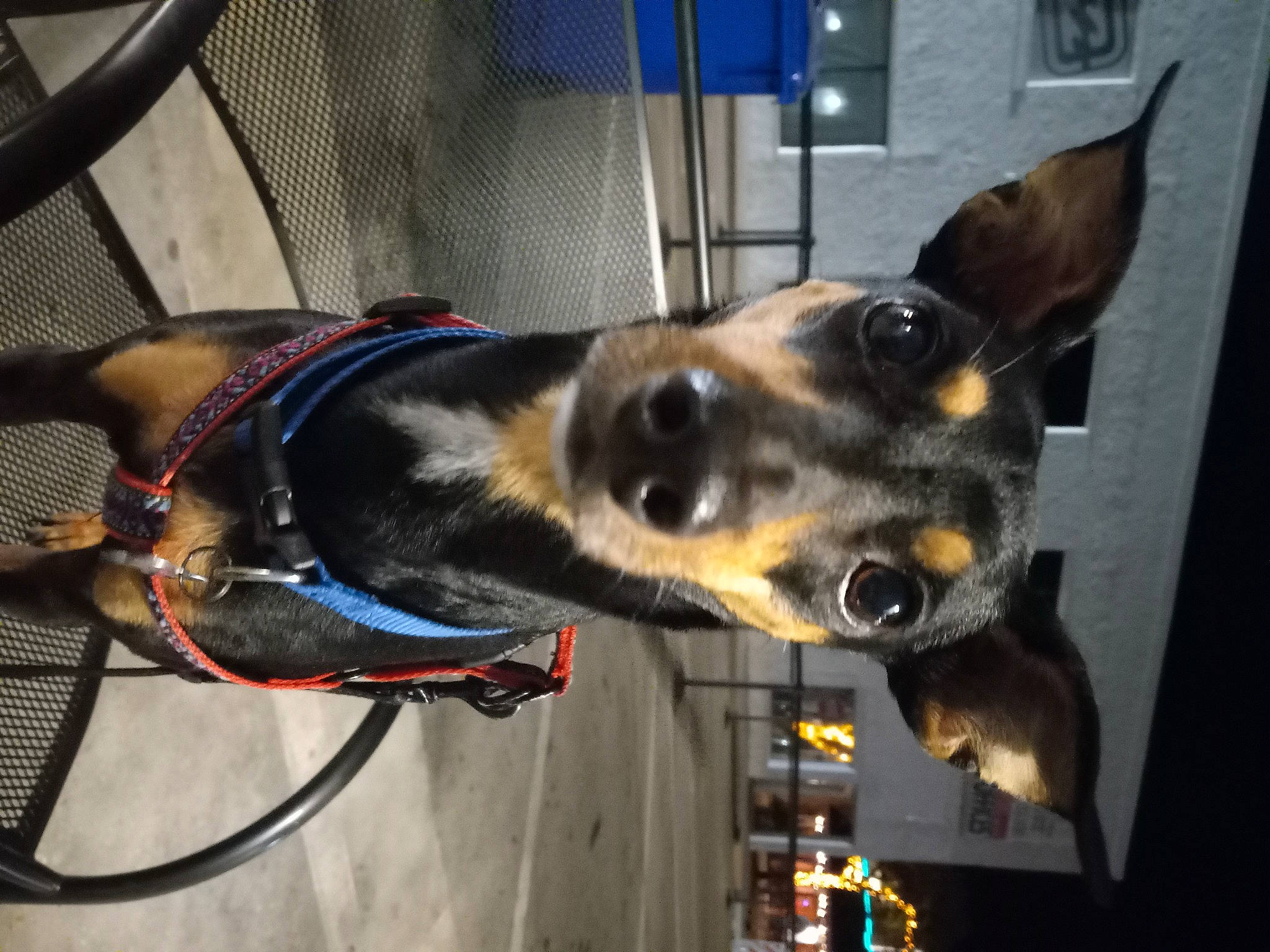 Joey joined the competition — help win amazing prizes! canidae, carnivore, collar, companion_dog, dog, dog_breed, dog_collar, dog_supply, ear, fawn, fur, guard_dog, leash, mammal, pet_supply, snout, sporting_group, whiskers, working_animal, working_dog