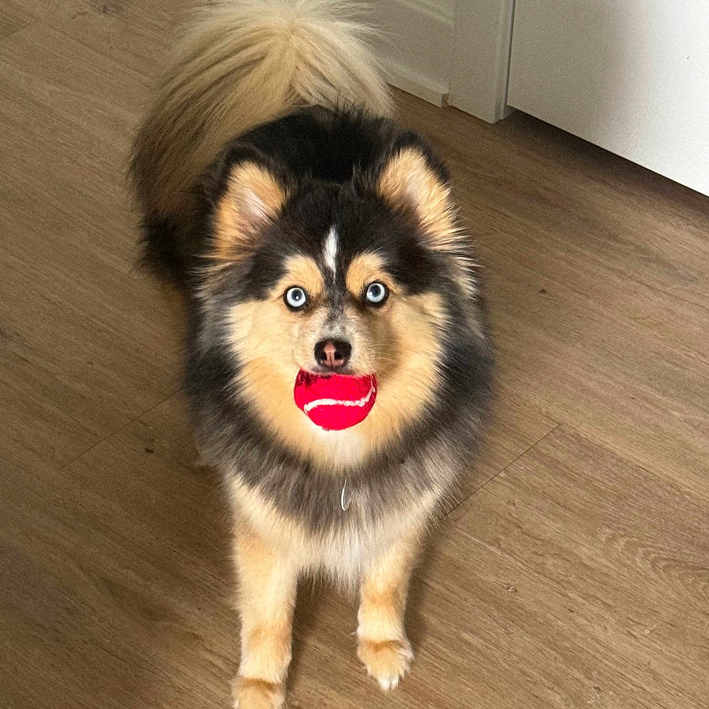 Belize is registered to the contest to win money with this photo: dog, pet, ball, indoor, wooden_floor, playful, fluffy, standing, animal, canine, bright_eyes, toy, happy, fur, tail, ears, nose, mouth, looking, companion