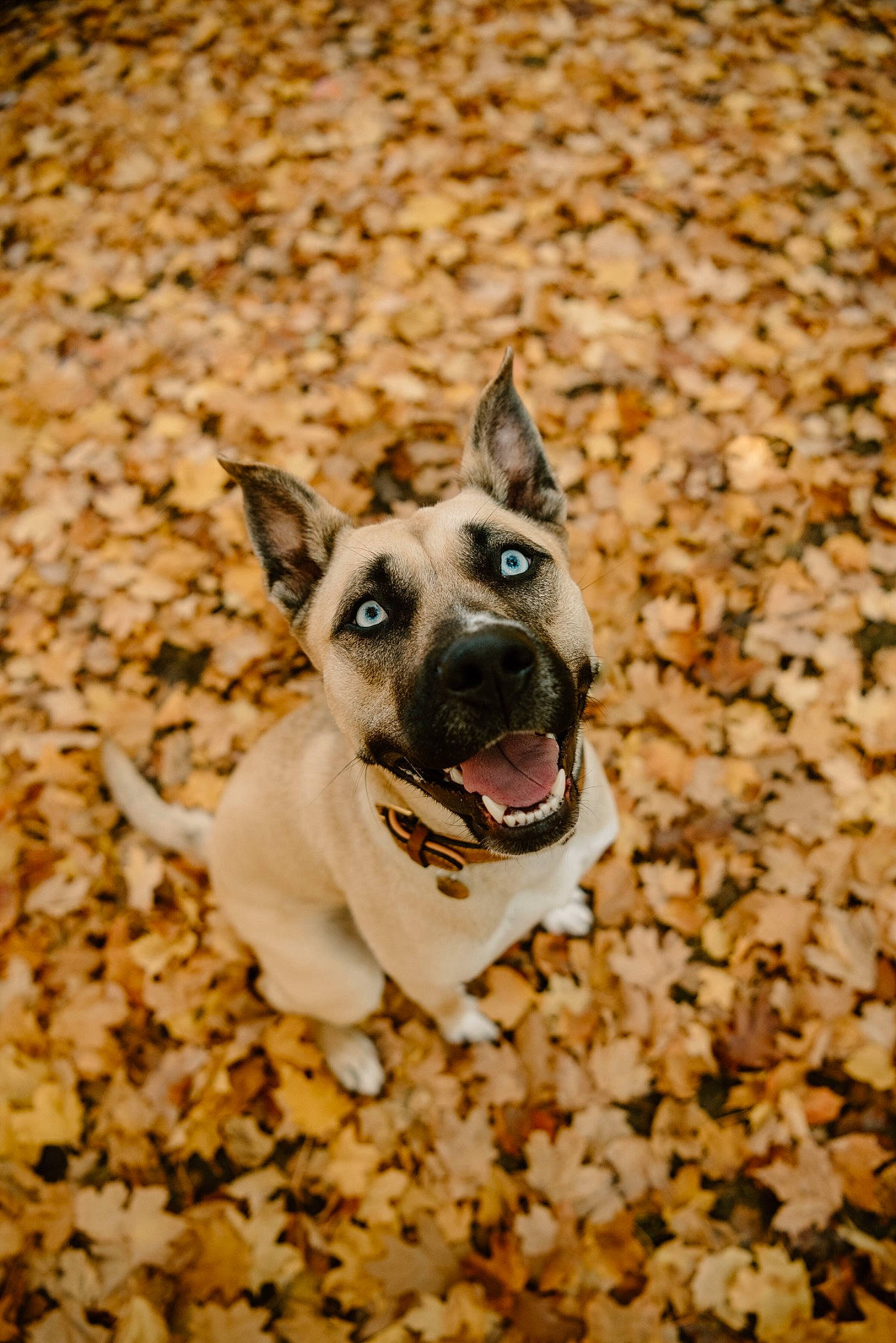 Frankie joined the competition — help win amazing prizes! autumn, canidae, carnivore, dog, dog_breed, ear, east_european_shepherd, fawn, feist, german_shepherd_dog, mammal, plant, rat_terrier, snout