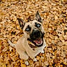 dog, blue_eyes, autumn_leaves, fall, outdoor, happy, canine, pet, nature, leaf_litter, smiling, fur, collar, ears, looking_up, playful, animal, seasonal, background, ground