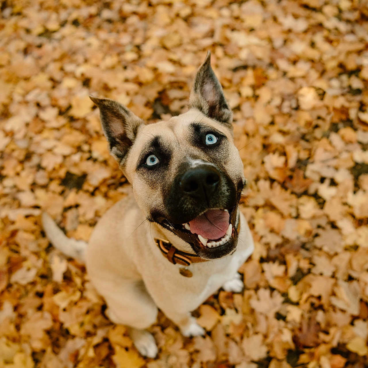 Frankie is registered to the contest to win money with this photo: dog, blue_eyes, autumn_leaves, fall, outdoor, happy, canine, pet, nature, leaf_litter, smiling, fur, collar, ears, looking_up, playful, animal, seasonal, background, ground