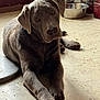 dog, gray_dog, floor, metal_bowl, indoor, pet, canine, lying_down, looking_at_camera, ears, paws, head_tilt, fur, collar, kitchen, cabinet, resting, animal, domestic_animal, curious