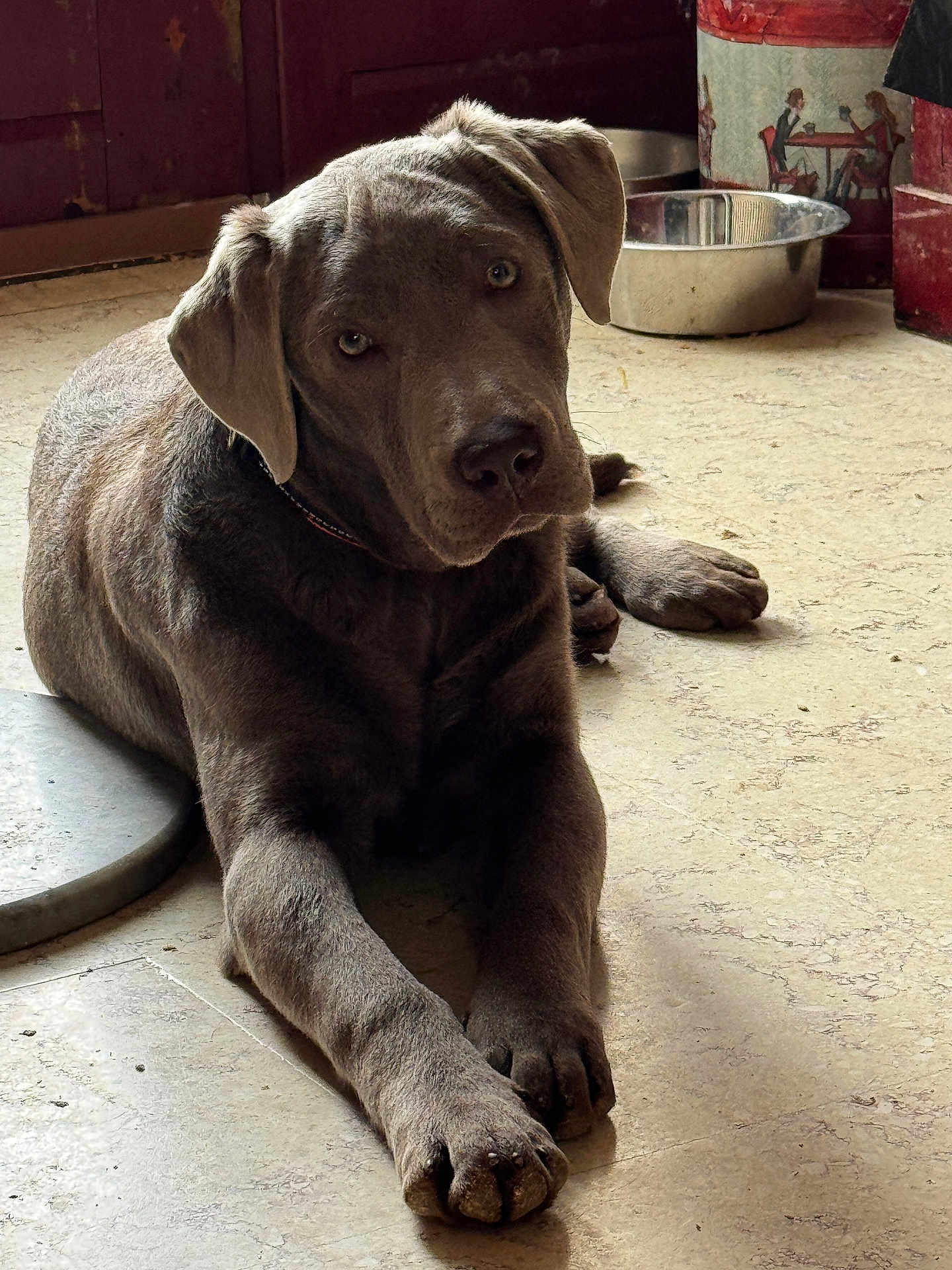 Luna a rejoint le concours — aidez-le/la à gagner de superbes lots ! dog, gray_dog, floor, metal_bowl, indoor, pet, canine, lying_down, looking_at_camera, ears, paws, head_tilt, fur, collar, kitchen, cabinet, resting, animal, domestic_animal, curious