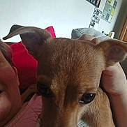 Bella Et Tigrou a rejoint le concours — aidez-le/la à gagner de superbes lots ! dog, puppy, pet, close_up, face, eyes, ears, nose, person, hand, couch, pillow, indoor, home, portrait, brown_fur, selfie_style, photoframe, cozy, cuddle