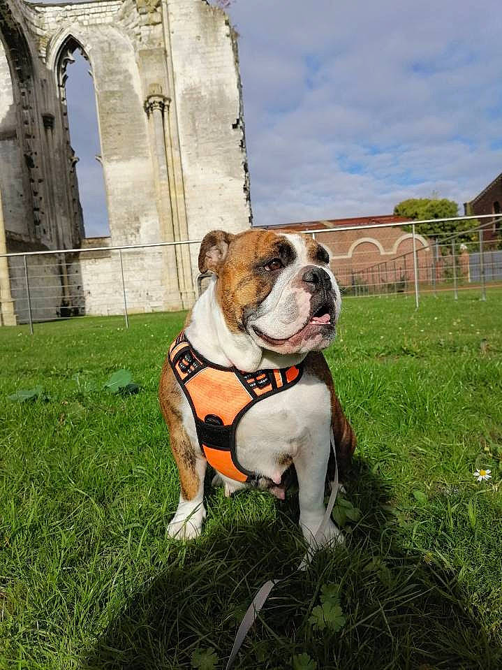 Penelope a rejoint le concours — aidez-le/la à gagner de superbes lots ! building, bulldog, canidae, carnivore, cloud, collar, companion_dog, dog, dog_breed, dog_collar, fawn, grass, leash, molosser, plant, sky, snout, sporting_group, tree, window
