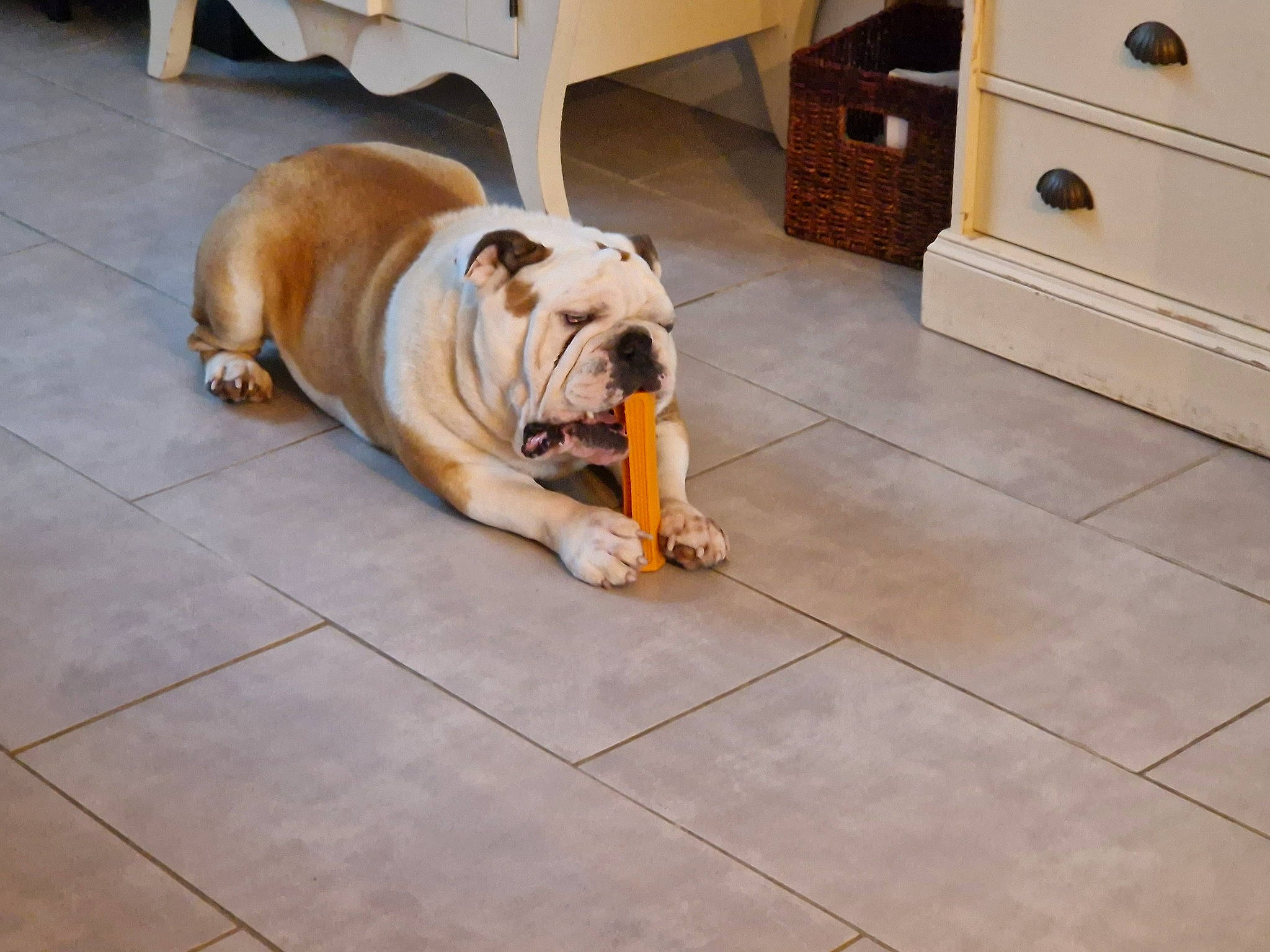 Nismo a rejoint le concours — aidez-le/la à gagner de superbes lots ! bulldog, cabinetry, carnivore, chest, chest_of_drawers, collar, companion_dog, dog, dog_breed, drawer, dresser, fawn, floor, flooring, hardwood, nightstand, snout, tile_flooring, toy_dog, wood