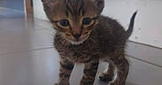 Biscuit participe au concours pour gagner de l'argent avec cette photo : kitten, cat, tabby, animal, pet, feline, standing, portrait, closeup, whiskers, ears, tail, fur, striped_fur, eyes, indoors, kitchen, floor, home, cute