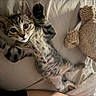 kitten, cat, teddy_bear, bed, bedroom, indoor, cute, sleeping, lying_down, fluffy, tabby, striped_fur, wide_eyes, raised_paw, pet, animal, soft_blanket, cuddly, cozy, portrait