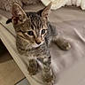 kitten, cat, tabby, feline, pet, animal, face, eyes, ears, whiskers, striped_fur, sitting, bed, bedroom, blanket, plush, rug, indoor, portrait, cute
