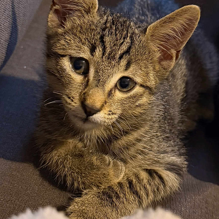 Biscuit