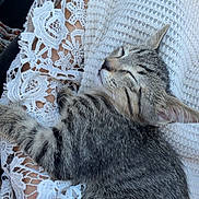 Biscuit a rejoint le concours — aidez-le/la à gagner de superbes lots ! cat, kitten, sleeping, tabby, furry, pet, animal, relaxed, nap, blanket, crochet, white, textile, cozy, indoors, sunlight, closeup, portrait, tail, whiskers