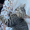 cat, kitten, sleeping, tabby, furry, pet, animal, relaxed, nap, blanket, crochet, white, textile, cozy, indoors, sunlight, closeup, portrait, tail, whiskers