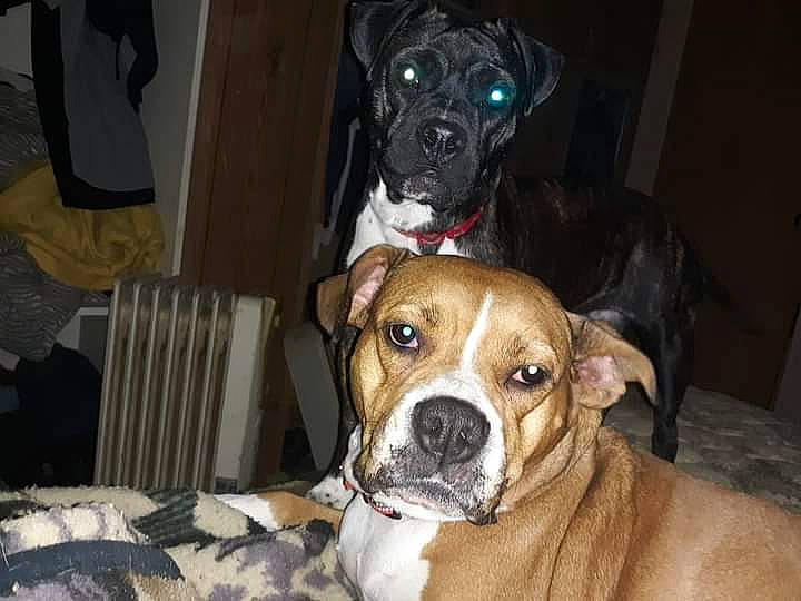 Maebell And Star is registered to the contest to win money with this photo: canidae, carnivore, chair, collar, companion_dog, dog, dog_breed, dog_collar, dog_supply, fawn, fur, non_sporting_group, pet_supply, snout, sporting_group, whiskers, working_animal, working_dog