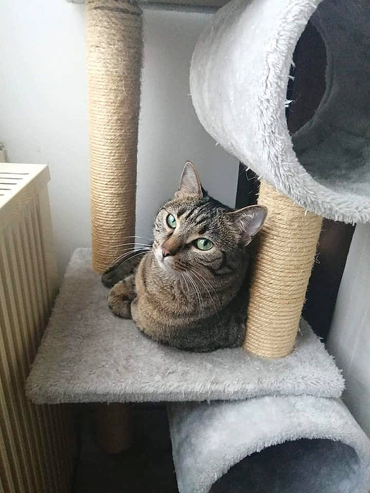 Mistic a rejoint le concours — aidez-le/la à gagner de superbes lots ! carnivore, cat, cat_furniture, cat_supply, comfort, domestic_short_haired_cat, door, felidae, fur, grey, hardwood, interior_design, room, shelf, small_to_medium_sized_cats, table, tail, tree, whiskers, wood