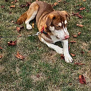 Timber joined the competition — help win amazing prizes! dog, brown_dog, white_dog, leash, collar, grass, dry_grass, autumn_leaves, outdoor, pet, canine, lying_down, nature, fall, animal, mammal, relaxed, calm, daytime, park