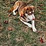 dog, brown_dog, white_dog, leash, collar, grass, dry_grass, autumn_leaves, outdoor, pet, canine, lying_down, nature, fall, animal, mammal, relaxed, calm, daytime, park