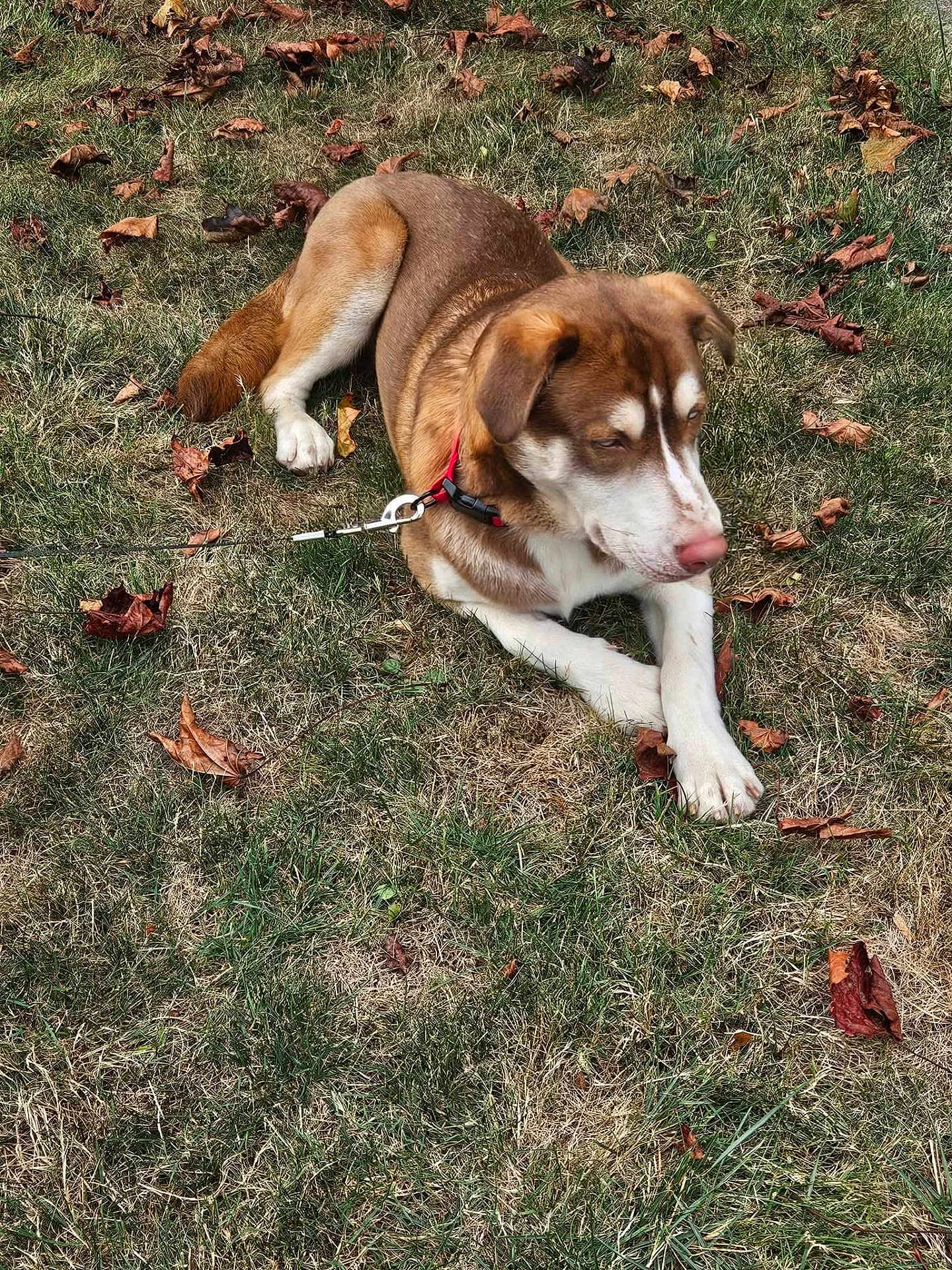 Timber joined the competition — help win amazing prizes! dog, brown_dog, white_dog, leash, collar, grass, dry_grass, autumn_leaves, outdoor, pet, canine, lying_down, nature, fall, animal, mammal, relaxed, calm, daytime, park