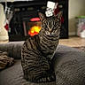 Kenny joined the competition — help win amazing prizes! cat, tabby, pet_bed, fireplace, stockings, holiday_decor, cozy, indoor, furniture, floor, warm_light, animal, mammal, domestic_cat, fur, whiskers, ears, tail, sitting, curious