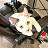 animal, brown_chair, carpet, cat, close_up, curious, cute, domestic_cat, feline, furniture, home, indoor, looking_up, office_chair, paw, pet, tail, whiskers, white_cat, yellow_eyes