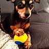 Maïa a rejoint le concours — aidez-le/la à gagner de superbes lots ! dog, small_dog, toy_ball, yellow_ball, blue_ball, paw, blanket, cushion, indoor, pet, cute, playing, resting, fur, ears, alert, close_up, animal, companion, domestic