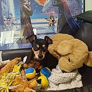 Maïa a rejoint le concours — aidez-le/la à gagner de superbes lots ! dog, toy, stuffed_animal, puzzle, star_wars, lightsaber, small_dog, black_and_tan, couch, indoor, pet, plush, ball, decor, background, relaxing, cute, alert, animal, collection