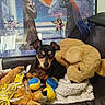 dog, toy, stuffed_animal, puzzle, star_wars, lightsaber, small_dog, black_and_tan, couch, indoor, pet, plush, ball, decor, background, relaxing, cute, alert, animal, collection