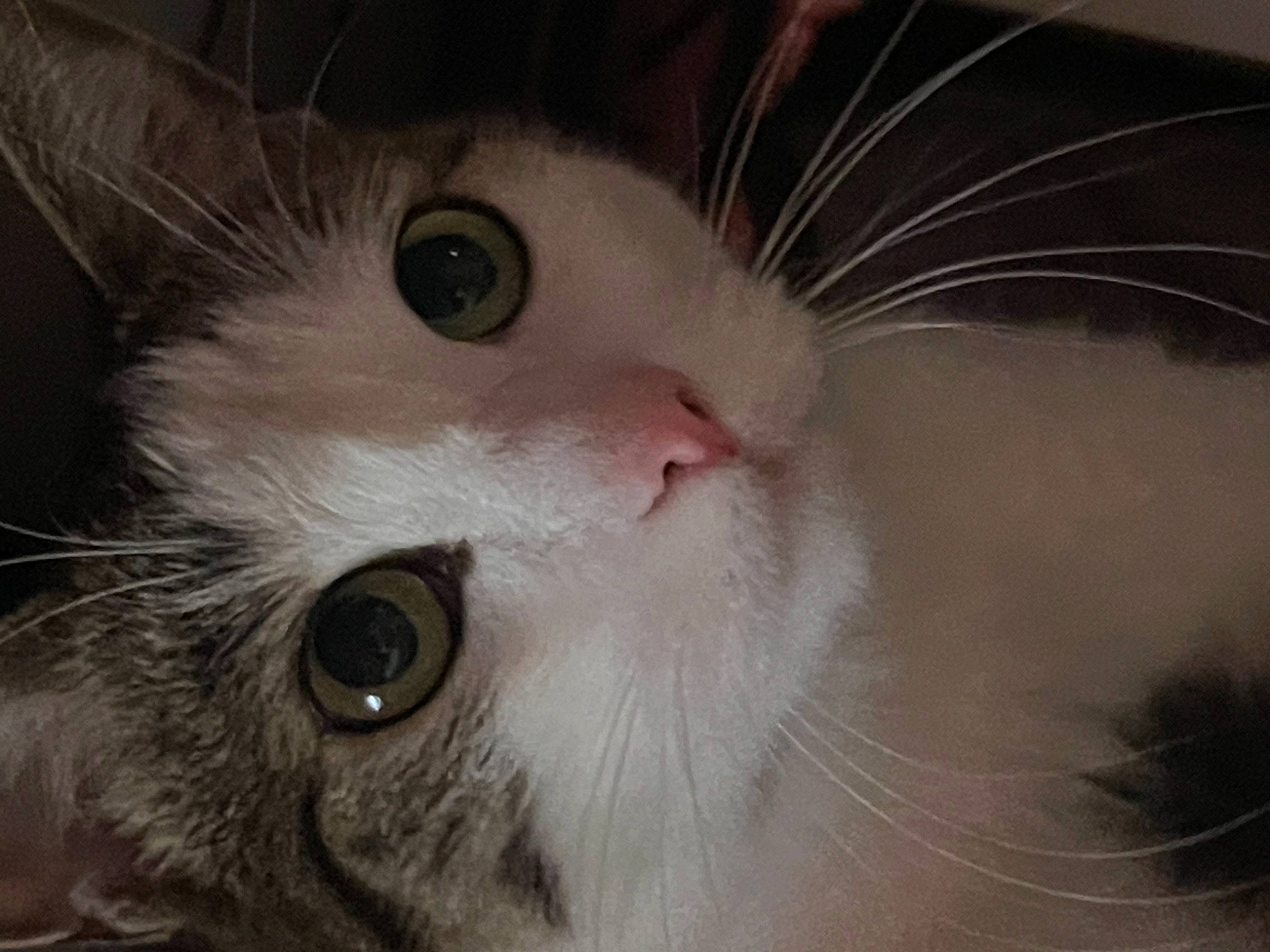 Max joined the competition — help win amazing prizes! carnivore, cat, close_up, curious, domestic_short_haired_cat, ear, eye, eyelash, felidae, fur, head, iris, nose, small_to_medium_sized_cats, snout, whiskers