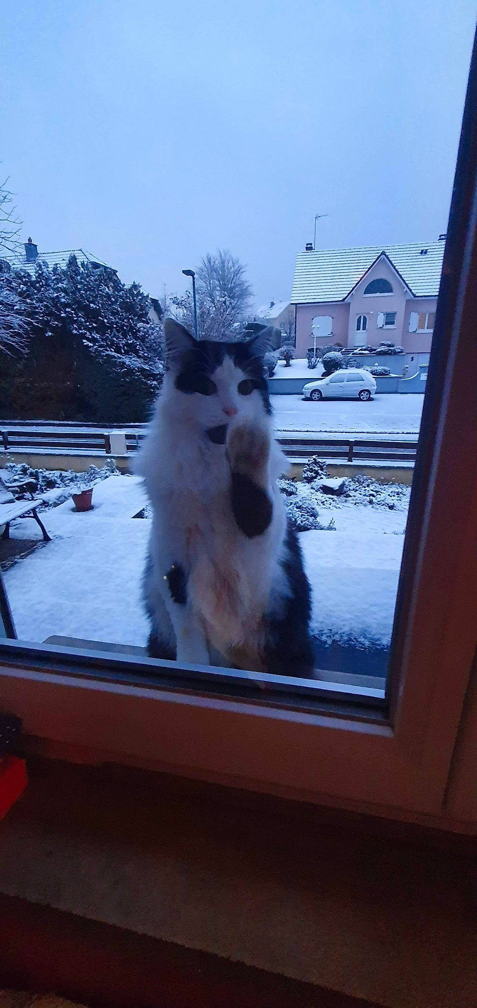 Papaye participe au concours pour gagner de l'argent avec cette photo : automotive_tire, carnivore, cat, dog_breed, felidae, freezing, glass, morning, sky, small_to_medium_sized_cats, snout, snow, tail, tire, tree, vehicle, wheel, whiskers, window, wood