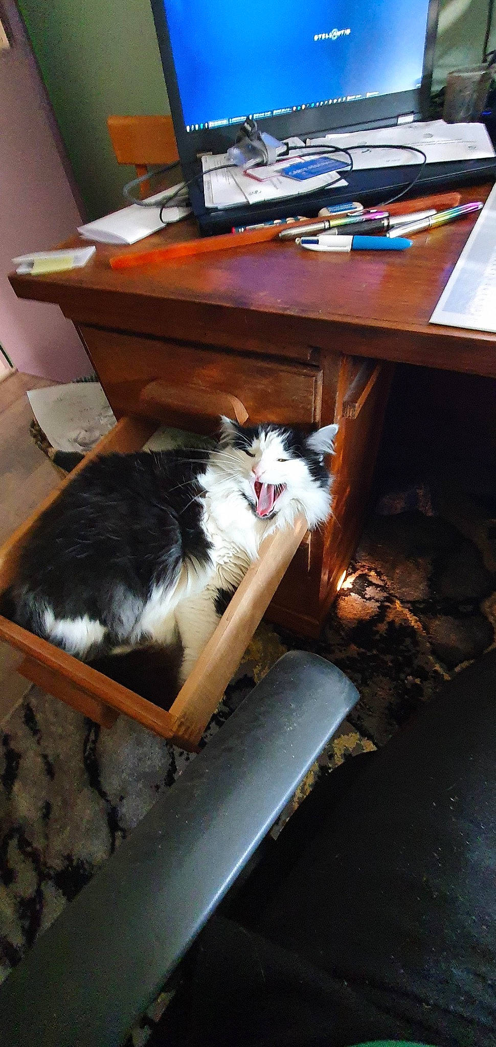 Papaye a rejoint le concours — aidez-le/la à gagner de superbes lots ! bookcase, carnivore, cat, companion_dog, computer_keyboard, desk, felidae, flooring, fur, furniture, hardwood, office_supplies, publication, room, small_to_medium_sized_cats, table, tail, tree, whiskers, wood