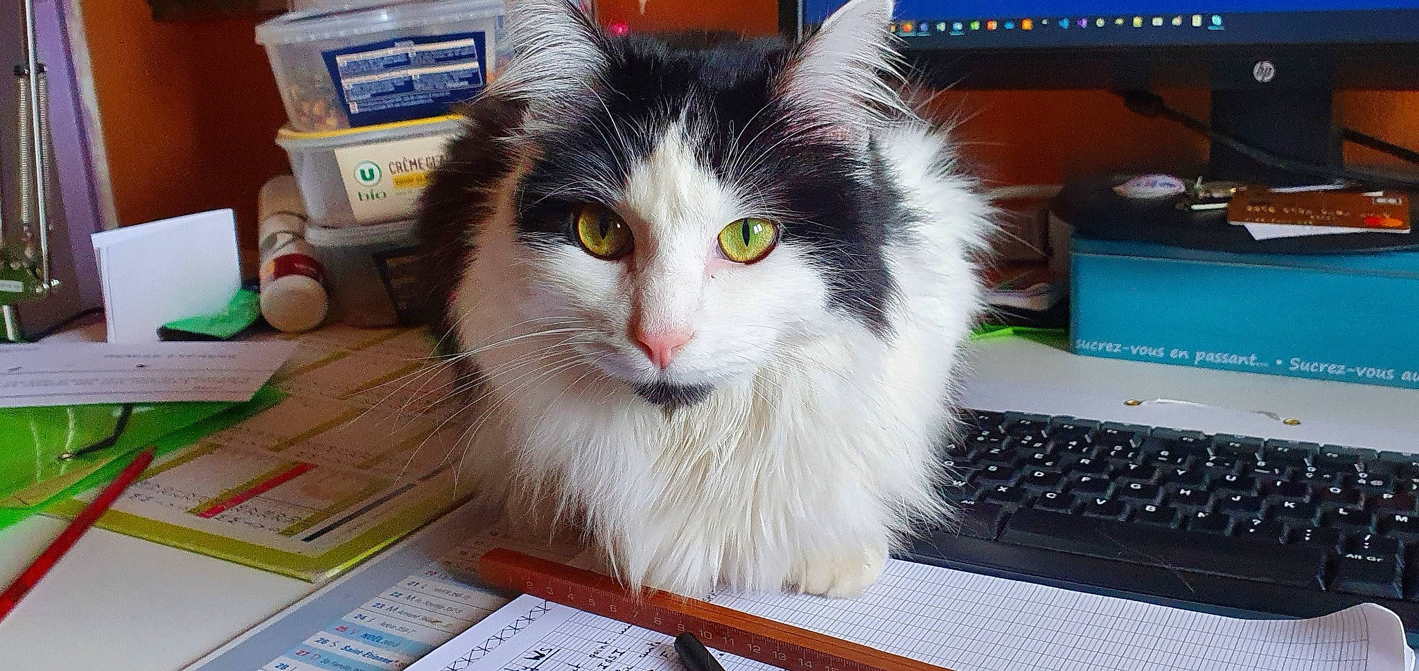 Papaye a rejoint le concours — aidez-le/la à gagner de superbes lots ! box, carnivore, cat, computer, computer_hardware, computer_keyboard, computer_monitor, domestic_short_haired_cat, felidae, fur, input_device, laptop, office_equipment, office_supplies, peripheral, personal_computer, small_to_medium_sized_cats, space_bar, table, whiskers