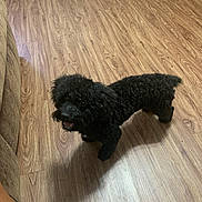 Button joined the competition — help win amazing prizes! dog, black_dog, curly_fur, pet, indoor, wooden_floor, happy, looking_up, animal, canine, flooring, crate, couch, shadow, fur, companion, domestic, mammal, playful, household