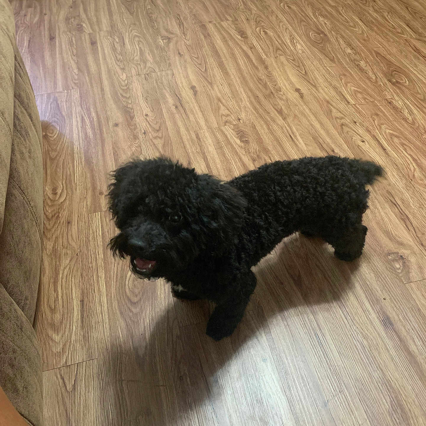 Button joined the competition — help win amazing prizes! animal, black_dog, canine, companion, couch, crate, curly_fur, dog, domestic, flooring, fur, happy, household, indoor, looking_up, mammal, pet, playful, shadow, wooden_floor