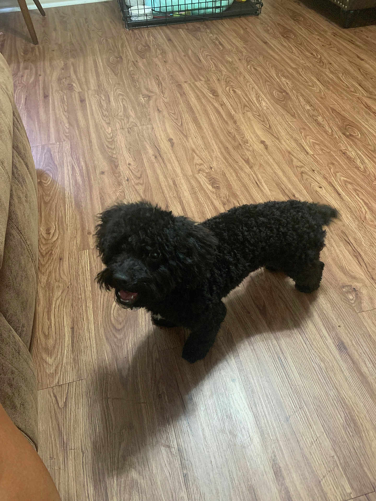 Button joined the competition — help win amazing prizes! dog, black_dog, curly_fur, pet, indoor, wooden_floor, happy, looking_up, animal, canine, flooring, crate, couch, shadow, fur, companion, domestic, mammal, playful, household