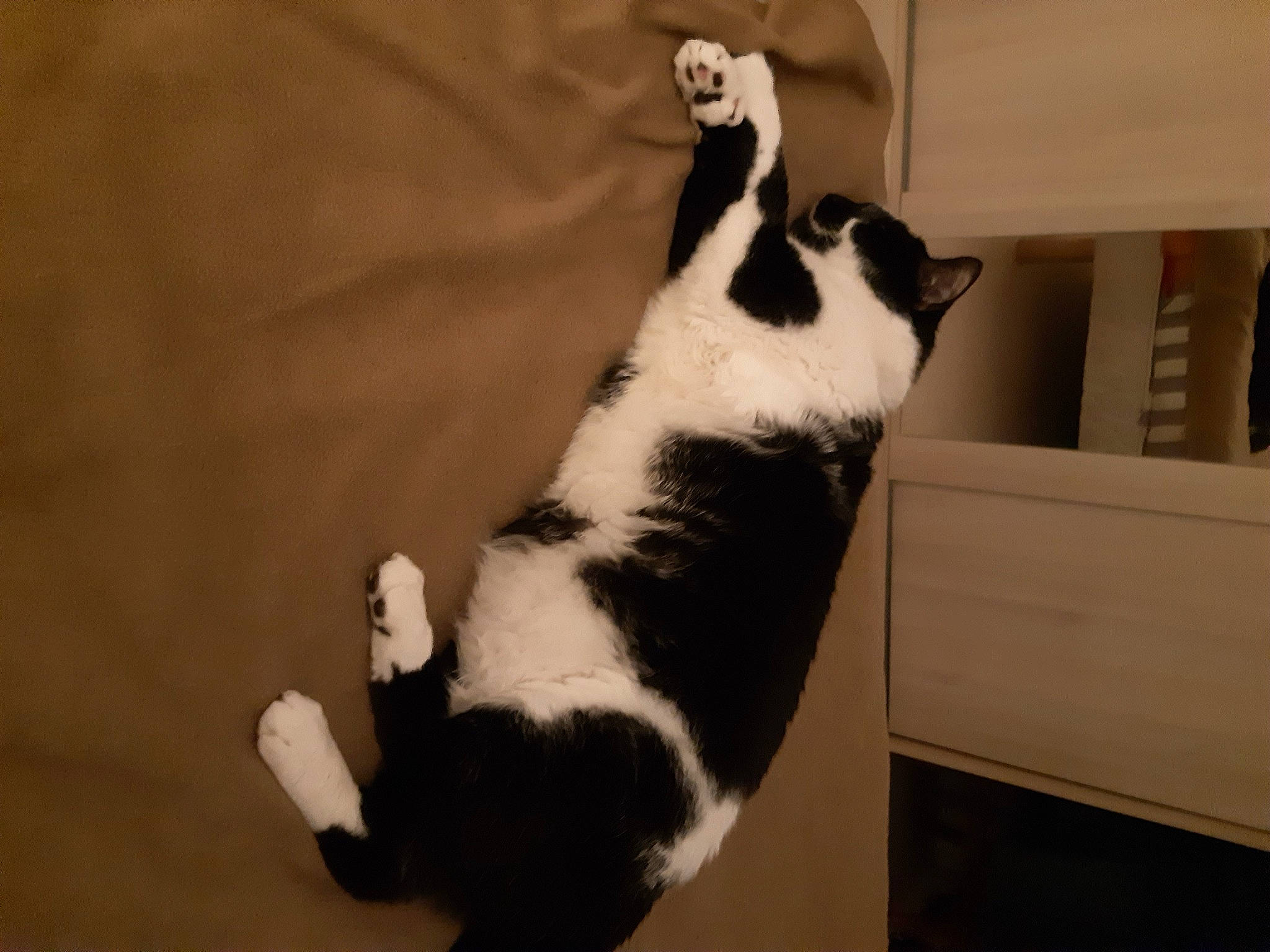 Chamallow a rejoint le concours — aidez-le/la à gagner de superbes lots ! canidae, carnivore, cat, comfort, companion_dog, dog_breed, domestic_short_haired_cat, felidae, flooring, fur, hardwood, paw, room, small_to_medium_sized_cats, tail, terrestrial_animal, whiskers, wood