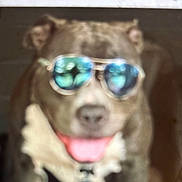 Harley joined the competition — help win amazing prizes! accessory, animal, blurry, closeup, cool, display, dog, ears, eyewear, fur, indoors, muzzle, pet, phone_screen, portrait, portrait_photography, reflection, smiling, sunglasses, tongue_out