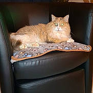 Nala a rejoint le concours — aidez-le/la à gagner de superbes lots ! cat, orange_cat, fluffy, longhaired, feline, pet, animal, green_eyes, sitting, lying_down, portrait, indoor, armchair, leather_chair, blanket, furniture, home, living_room, tile_floor, relaxed