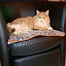 cat, orange_cat, fluffy, longhaired, feline, pet, animal, green_eyes, sitting, lying_down, portrait, indoor, armchair, leather_chair, blanket, furniture, home, living_room, tile_floor, relaxed