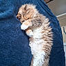 cat, kitten, fluffy, ginger, white, sleeping, napping, cute, pet, animal, fur, whiskers, paws, belly, stretched, blanket, blue, indoors, cozy, relaxed