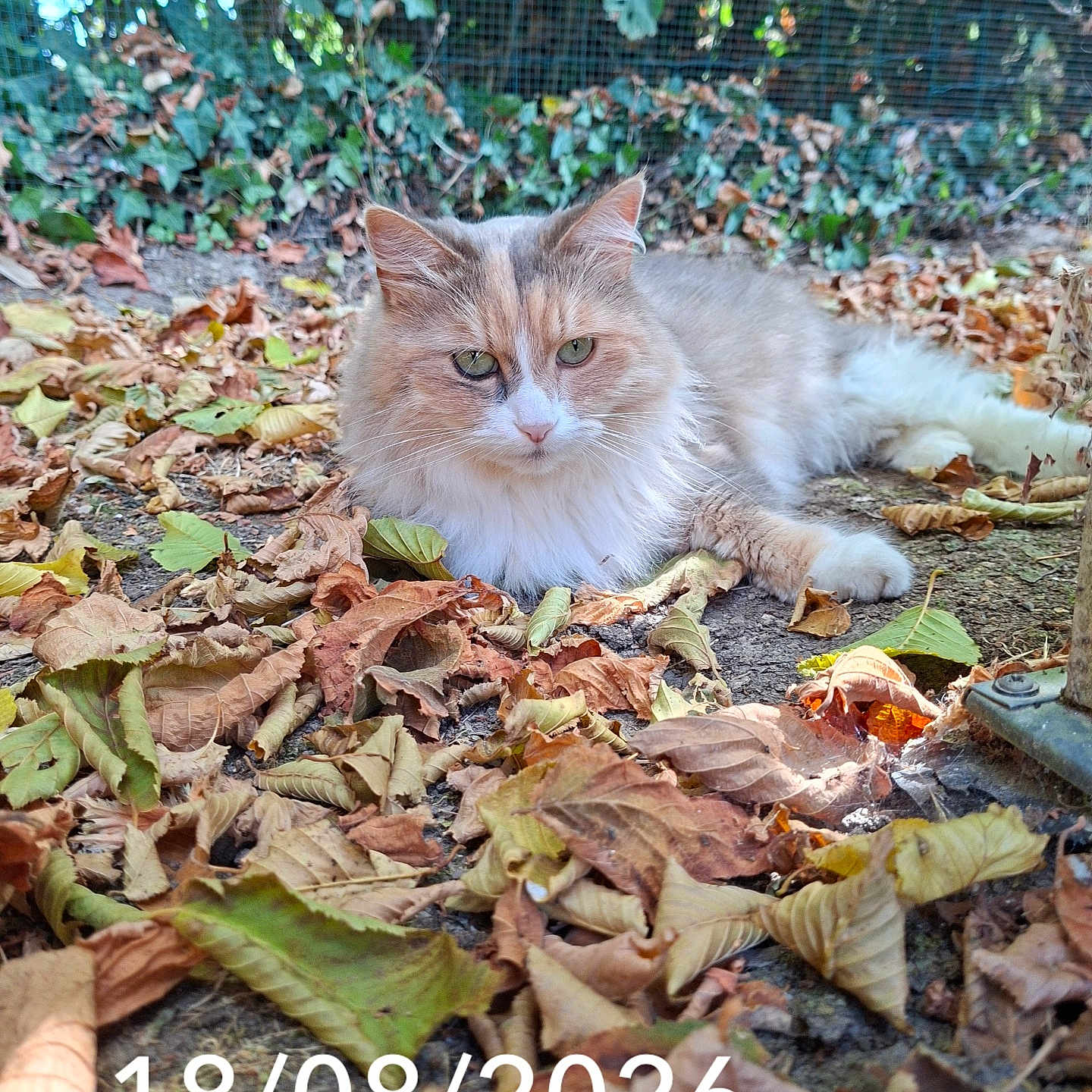 Nala