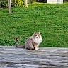 Nala a rejoint le concours — aidez-le/la à gagner de superbes lots ! cat, long_hair, fluffy, gray_fur, white_chest, sitting, outdoors, garden, backyard, wooden_deck, grass, hedge, birdhouse, garden_shed, trees, nature, pet, animal, portrait, daylight