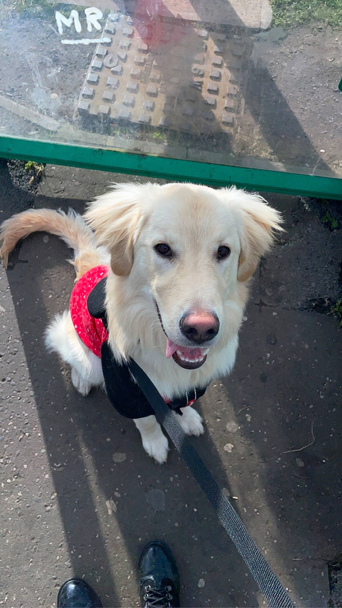 Rocky joined the competition — help win amazing prizes! asphalt, canidae, carnivore, collar, companion_dog, dog, dog_breed, dog_collar, dog_supply, line, pet_supply, road_surface, sidewalk, snout, sporting_group, tar, working_dog