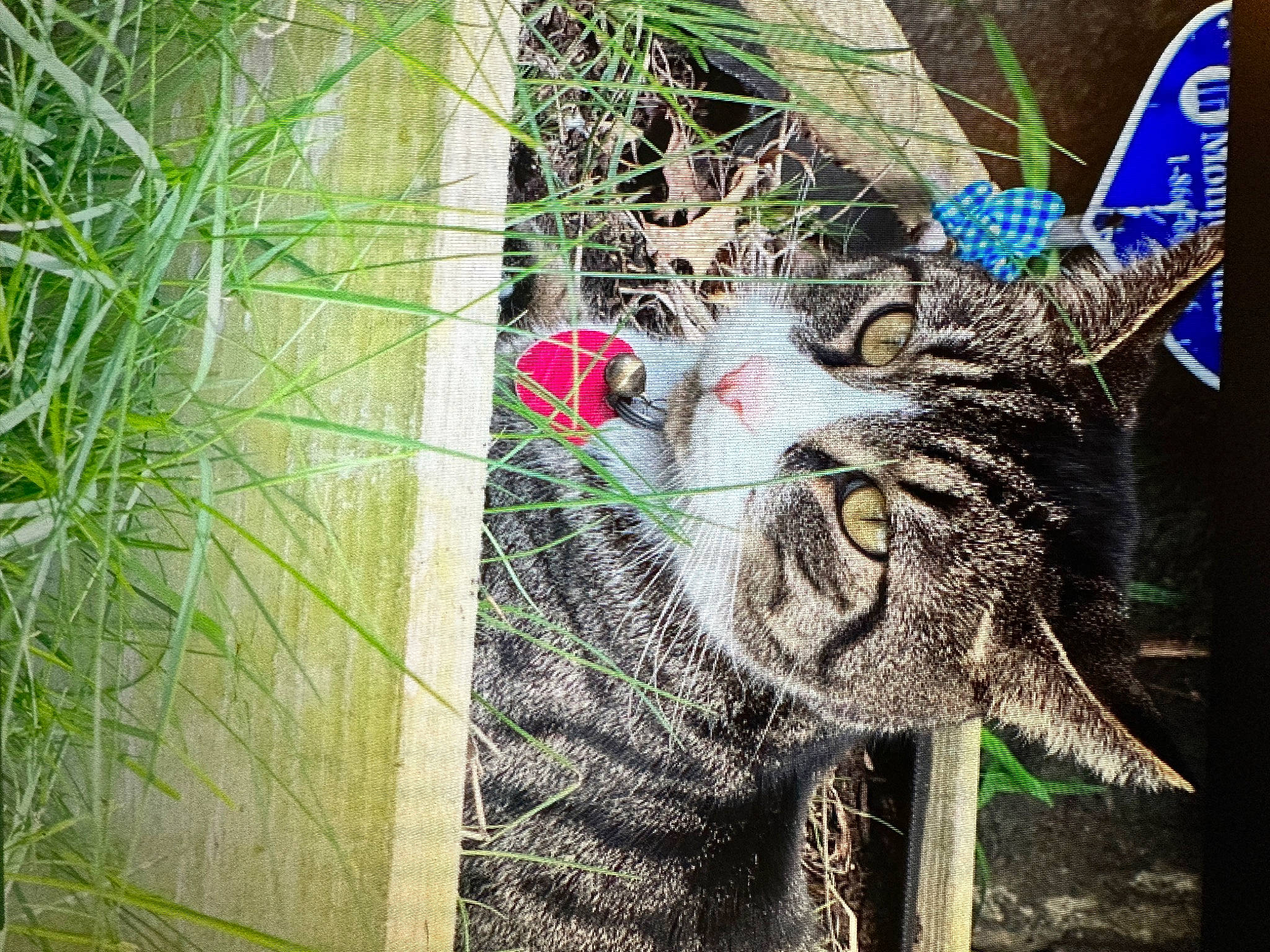 Burrito joined the competition — help win amazing prizes! adaptation, art, arthropod, butterfly, carnivore, cat, felidae, grass, organism, plant, pollinator, small_to_medium_sized_cats, snout, terrestrial_animal, terrestrial_plant, tree, trunk, twig, vegetation, whiskers