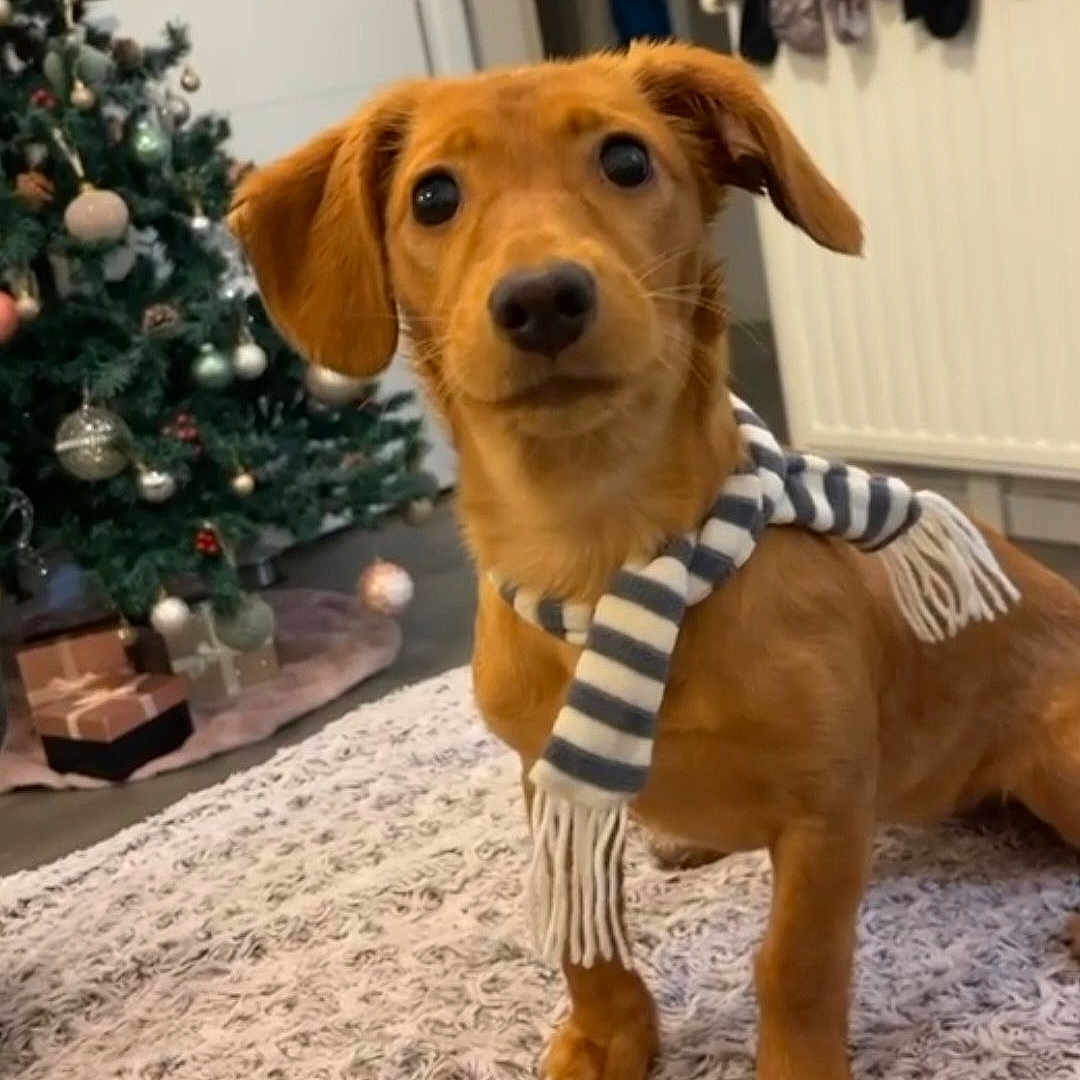 Lily participe au concours pour gagner de l'argent avec cette photo : animal, canine, christmas, christmasdecorations, christmastree, dog, dogbed, festival, goldenretriever, hound, labradorretriever, person, pet, plant, puppy, snout, tree, walkingdog