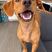 Lily a rejoint le concours — aidez-le/la à gagner de superbes lots ! animal, architecture, beagle, bodypart, canine, dog, goldenretriever, hound, indoors, interiordesign, labradorretriever, mouth, person, pet, plywood, pointer, puppy, snout, tongue, wood